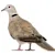How to Care for Pet Doves: Food, Habitat, & Health for Happy Birds