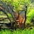 Master Dwarf Hairgrass Care: Create a Stunning Aquarium Carpet