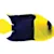 Dwarf Marine Angelfish Care: Tank Setup, Feeding & Compatibility