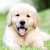 Puppy Dandruff: Causes, Symptoms & Treatment