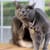 Essential Flea Prevention: 5 Deadly Diseases Threatening Your Cat