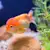 Freshwater Fish Ich: Stop White Spot! Identify, Treat & Prevent