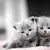 Is Your Kitten a Boy or Girl? Quick Guide to Discover Their Gender