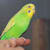 How to Train a Pet Parrot: Step-Up & Beyond