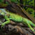 Iguana Head Bobbing & Body Language Explained
