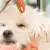 Dog Grooming: Essential Vaccines for Your Dog's Healthy & Safe Visit