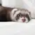 Ferrets: Amazing Facts & Essential Care Tips for Happy Pet Owners
