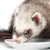 What Do Ferrets Eat? A Complete Feeding Guide
