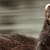 Do Ferrets Stink? Causes & Odor Control Tips