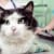 Don't Miss Cat Diabetes: 5 Early Signs Every Pet Parent Must Know