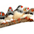 New Finch Owner: Master Finch Care for Food, Habitat & Health