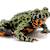 Fire-Bellied Toad Pet Care: Essential Guide to Setup, Food & Health