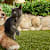 Find Your New Pet: Best Places to Adopt a Dog or Cat Safely & Happily