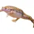 Freshwater Amphibian Care: Ultimate Tank, Food & Habitat Guide