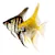 Freshwater Angelfish Care: Tank, Food, & Happy, Healthy Fish