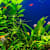 Aquarium Salt in Freshwater Fish Tanks: Full Guide