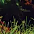 Freshwater Aquarium Plant Maintenance Guide