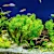 Freshwater Aquarium Setup: A Step-by-Step Guide for Beginners