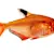 Freshwater Community Fish: Care, Setup & Compatibility Guide
