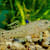Master Goby Care: Freshwater & Brackish Tank Setup, Food, Health
