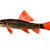Freshwater Shark Care: Ultimate Guide to Tank, Feeding & Compatibility