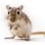 Ultimate Gerbil Care: Food, Habitat & Health Tips for Owners