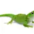 Raise a Thriving Giant Day Gecko: Habitat, Food & Health Guide