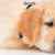 Dog Pancreatitis: Spot Signs, Causes, & Treatment for Your Pet