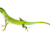 Green & Bahama Anole Care: Your Guide to Habitat, Food & Health