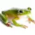 How to Care for Green Tree Frogs: Habitat, Food, & Health