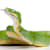 How to Care for Your Green Tree Python: Food, Habitat & Health