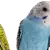 Ultimate Parakeet Care: Feeding, Housing, Health & Fun Facts Guide