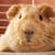 Guinea Pig Diseases: Spot Early Signs, Prevent & Keep Them Healthy