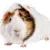 Guinea Pig Care: Ultimate Guide to Food, Habitat, Health & Happiness
