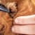 Guinea Pig Grooming: The Complete Care Guide