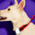 Halloween Pet Safety Tips | Petco