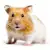 Your Complete Syrian Hamster Care Guide: Food, Habitat & Health
