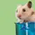 Wet Tail in Hamsters: Symptoms, Treatment & Prevention