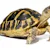 Hermann's Tortoise Care: Ultimate Guide to Habitat, Food & Health