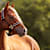 Horse Grooming: Tools, Techniques & Schedule
