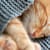 How Many Hours a Day Do Cats Sleep? A Full Guide