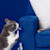 Cat-Proof Your Home: Crucial Safety Tips for Your New Feline Friend