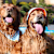 Hot Weather Grooming: Tips & Styles to Help Your Dog Stay Cool 