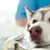 Is Your Dog Itchy? Identify Ringworm Symptoms & Get Treatment Now!