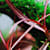 Grow Vibrant Hygrophila: Essential Care Tips for Aquarium Plants