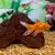 Save Your Fish: Identify, Treat & Prevent Freshwater Ich (White Spot)