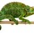 Jackson's Chameleon Care: Thrive Guide for Food, Habitat & Health