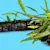 Java Fern Care: Easy Guide to a Thriving Aquarium Plant for Beginners