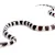 Kingsnake Care: Your Complete Guide to Food, Habitat & Health