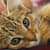 New Kitten Vet Visit: Your Guide to a Stress-Free First Checkup